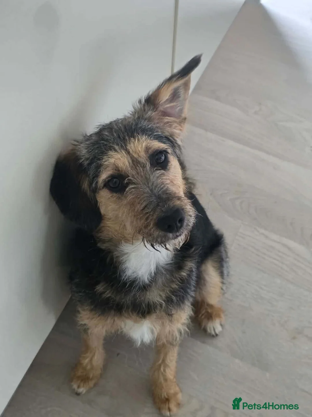 Mixed Breed dogs for adoption: ☀️SUNNY - OUR LITTLE RAY OF SUNSHINE ☀️  in Morecambe - Advert 2