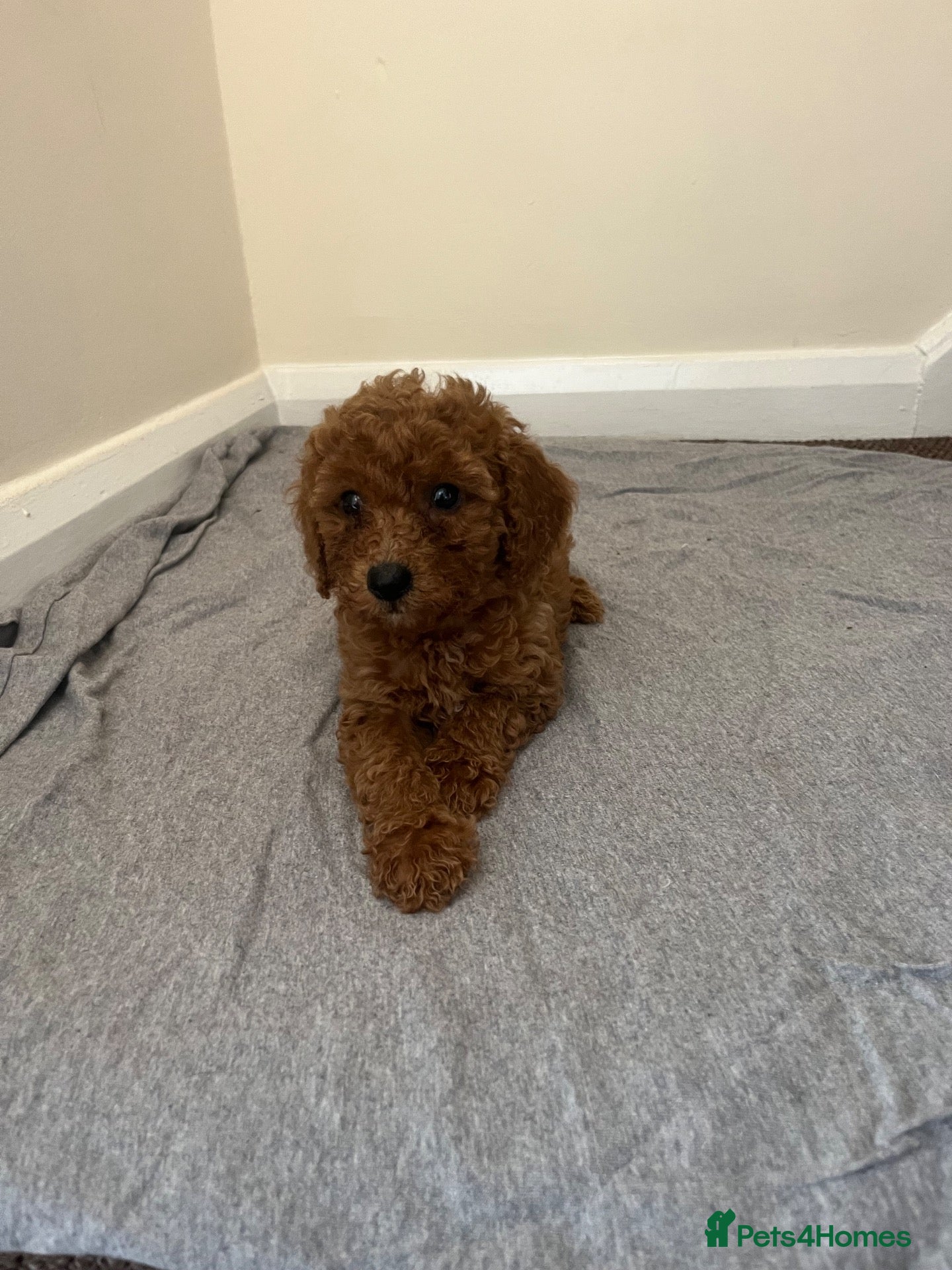 Miniature Poodle dogs Miniature poodle puppies  - Advert 1