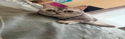 British Shorthair cats for sale: British shorthair /russian blue kittens  - Advert 39