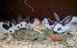 English rabbits for sale: Vaccinated purebred baby English rabbits - Image 1