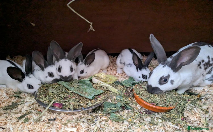 English rabbits - Advert 1