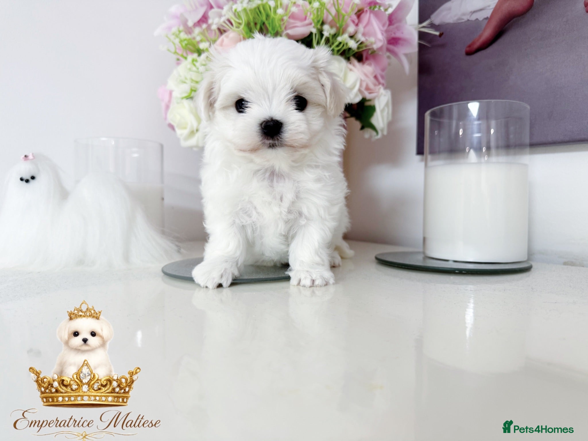 Maltese dogs Tiny KC Reg. Korean Maltese- CH line show dogs! - Advert 1