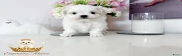 Maltese dogs for sale: Tiny KC Reg. Korean Maltese- CH line show dogs! - Advert 1