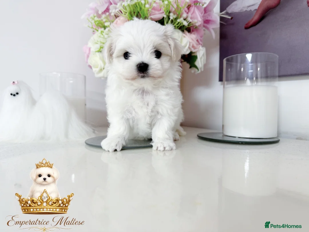 Maltese dogs for sale: Tiny KC Reg. Korean Maltese- CH line show dogs! - Advert 1