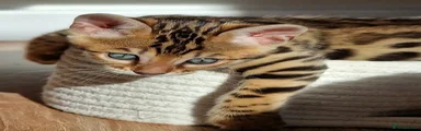Bengal 2