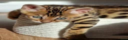 Bengal cats for sale: Beautiful Bengal kittens for sale in Leeds - Advert 5