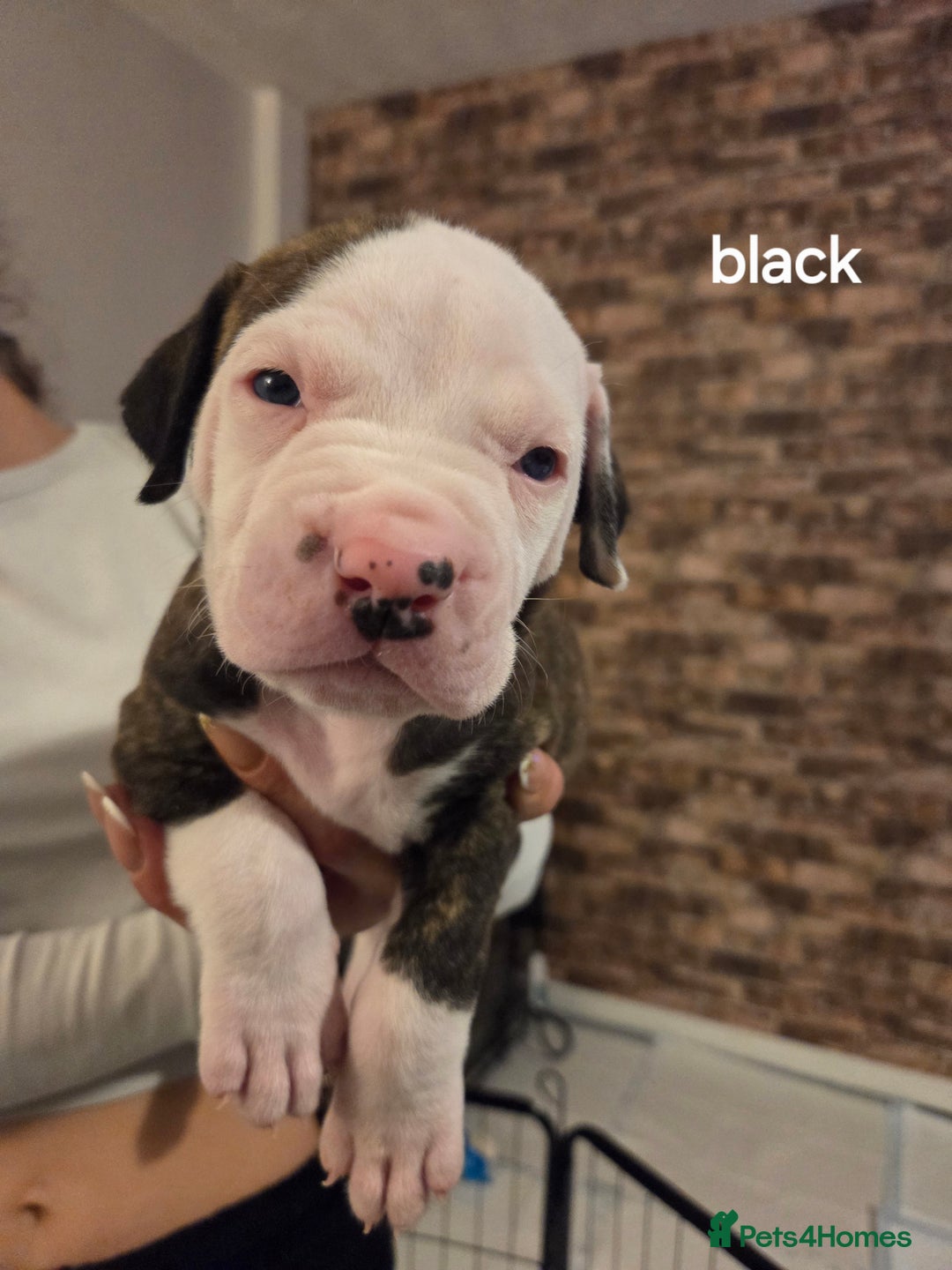 American Bulldog dogs for sale: AMERICAN BULLDOGS PURE BREEDS  - Advert 3