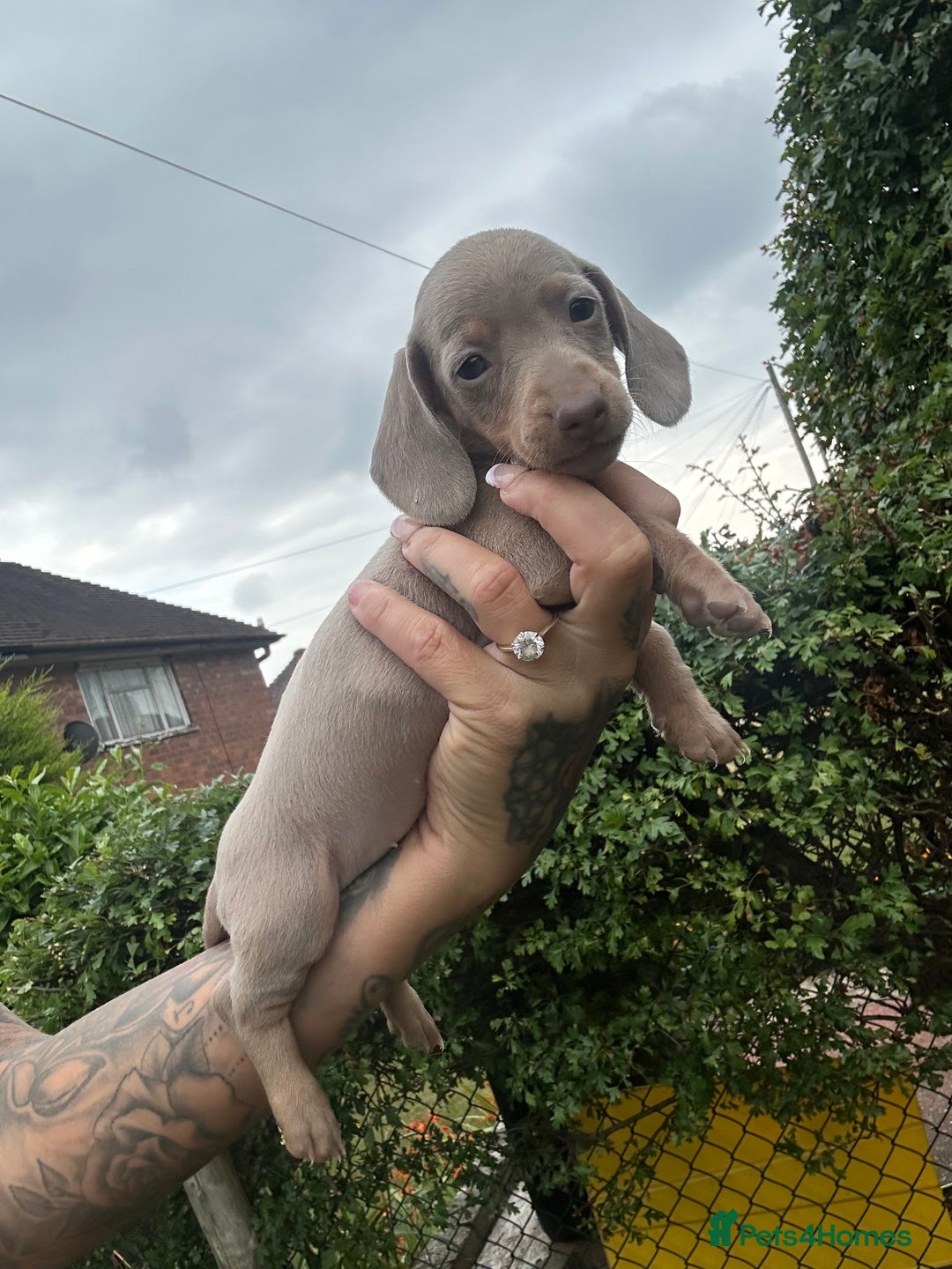 Dachshund dogs for sale: Miniature dachshund  - Advert 26