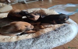 Mixed Breed dogs for sale: Beagle x puppies - Image 5