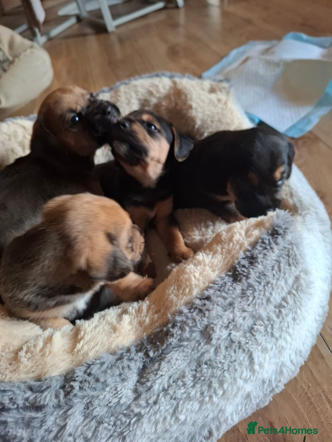 Mixed Breed dogs for sale: Beagle x puppies - Image 5