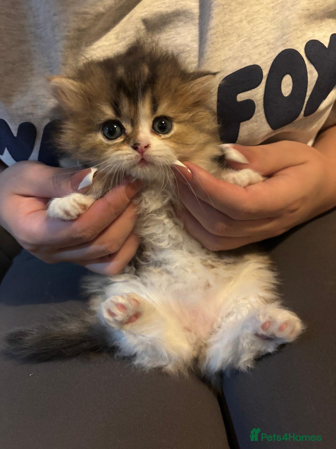 Scottish Fold cats for sale: TICA REGISTERED SCOTTISH BABIES  - Image 11