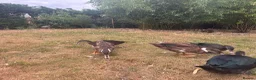 Ducks poultry for sale: Muscovy Ducks for sale - Male & Female - Advert 10