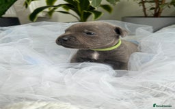 Staffordshire Bull Terrier dogs for sale: 🔷 Pharaon Champion Line Pups 🔷 in Wolverhampton - Image 22