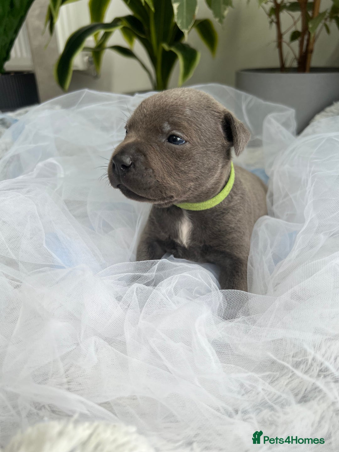Staffordshire Bull Terrier dogs for sale: 🔷 Pharaon Champion Line Pups 🔷 in Wolverhampton - Image 22
