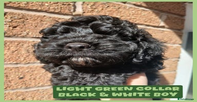 Cockapoo dogs - Advert 11