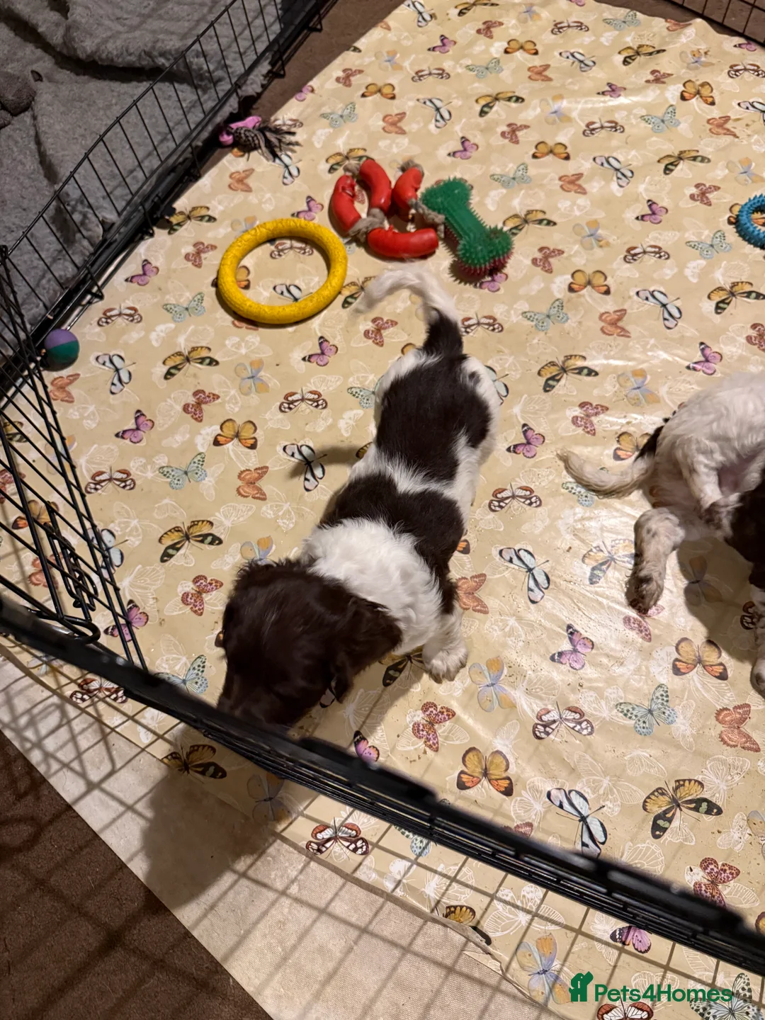English Springer Spaniel dogs for sale: English springer spaniels  - Advert 3