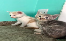 Maine Coon cats for sale: Adorable Half Maine Coon Kittens for Sale  - Image 4