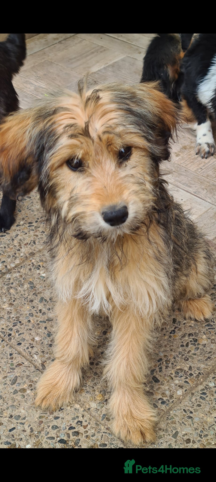 Mixed Breed dogs for adoption: Buttons.  female small breed - Advert 2
