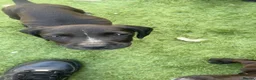 Cocker Spaniel dogs for sale: Small spaniel pups  in Horsham - Advert 3