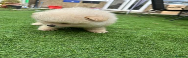 Pomeranian 2