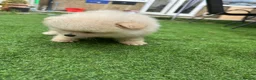 Pomeranian dogs for sale: Beautiful Cream&Wolf Sable Male Pomeranian Puppies - Advert 2