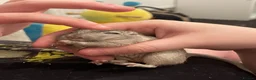 Gerbil rodents for sale: 3 beautiful female gerbils  in Reading - Advert 2