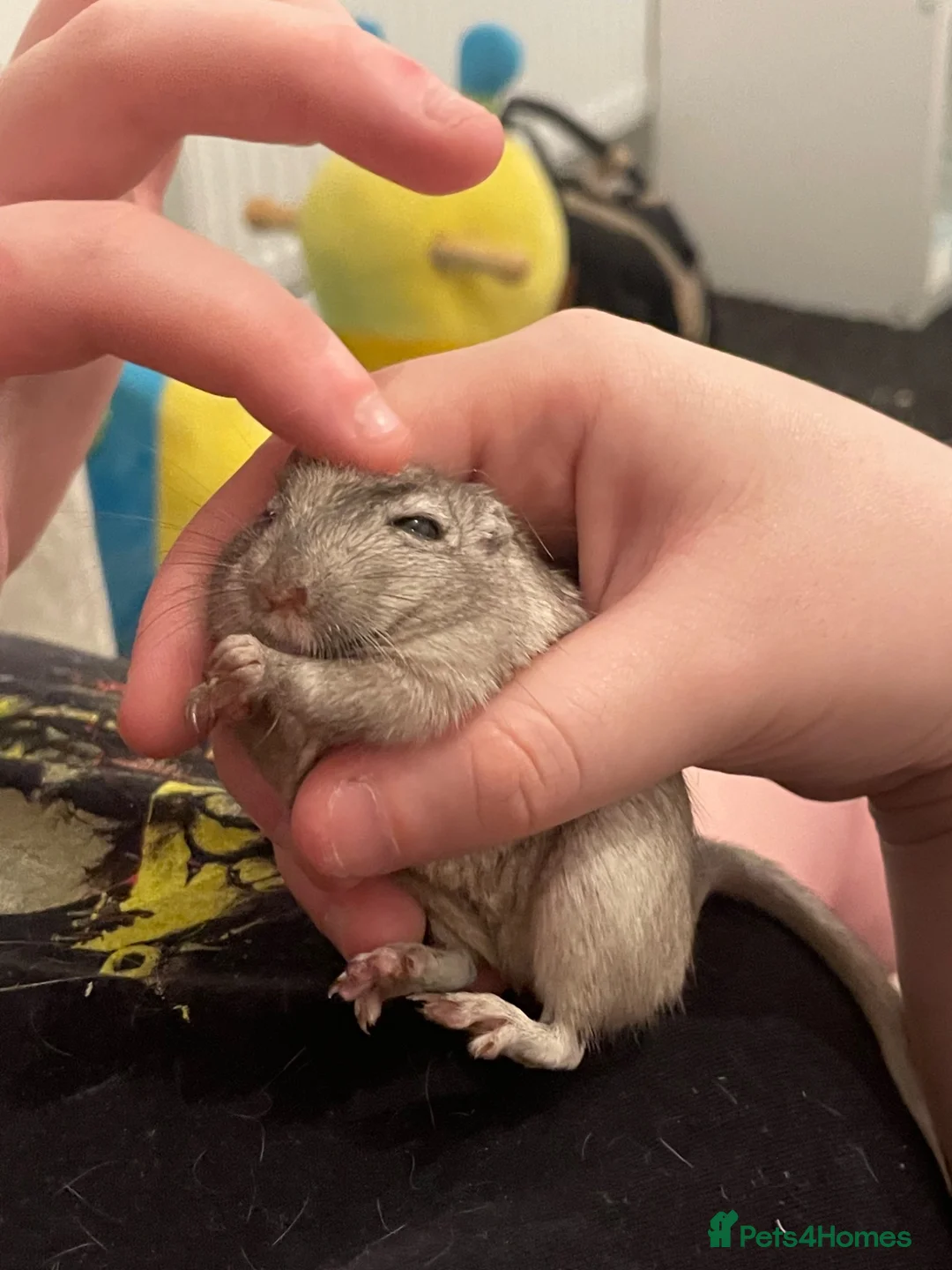 Gerbil rodents for sale: 3 beautiful female gerbils  in Reading - Advert 2