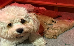 Cavachon dogs for sale: Gorgeous Cavapoochon’s Light Fox Red. - Image 13