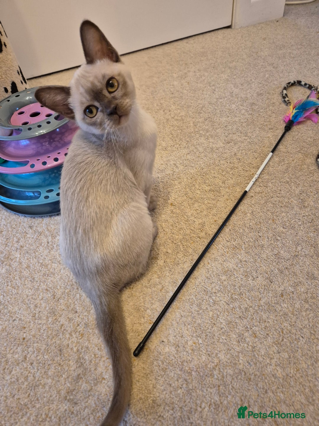 Burmese cats for sale: Beautiful Chocolate Female Burmese Kitten - Advert 11