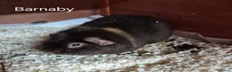 Guinea Pig rodents for sale: Teddy and swiss boars - Advert 4