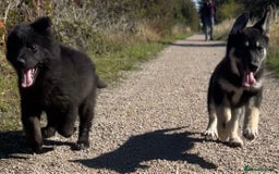 German Shepherd dogs for sale: Ready to go German Shepherd Alsatian puppies - Image 4
