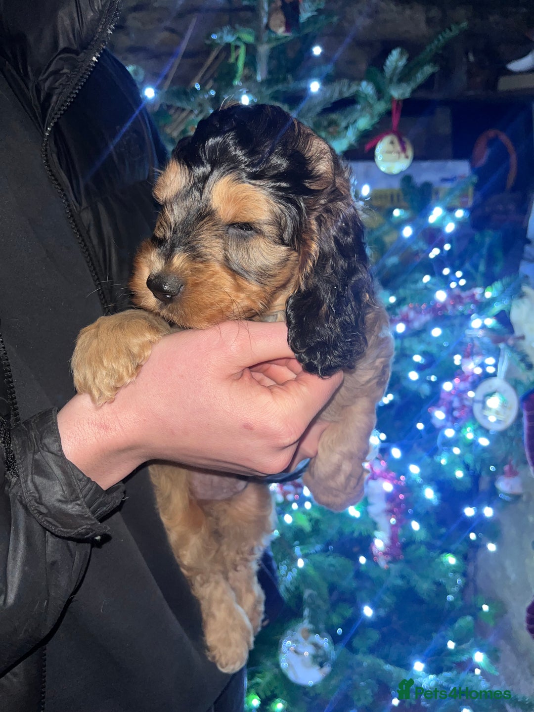 Australian Labradoodle dogs for sale: Gorgeous Australian Labradoodle Puppies  - Advert 26