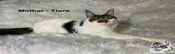 Maine Coon cats for sale: Gorgeous Maine Coons XXl - Advert 4