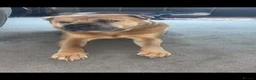 Shar Pei dogs for sale: Shar pei - Advert 6