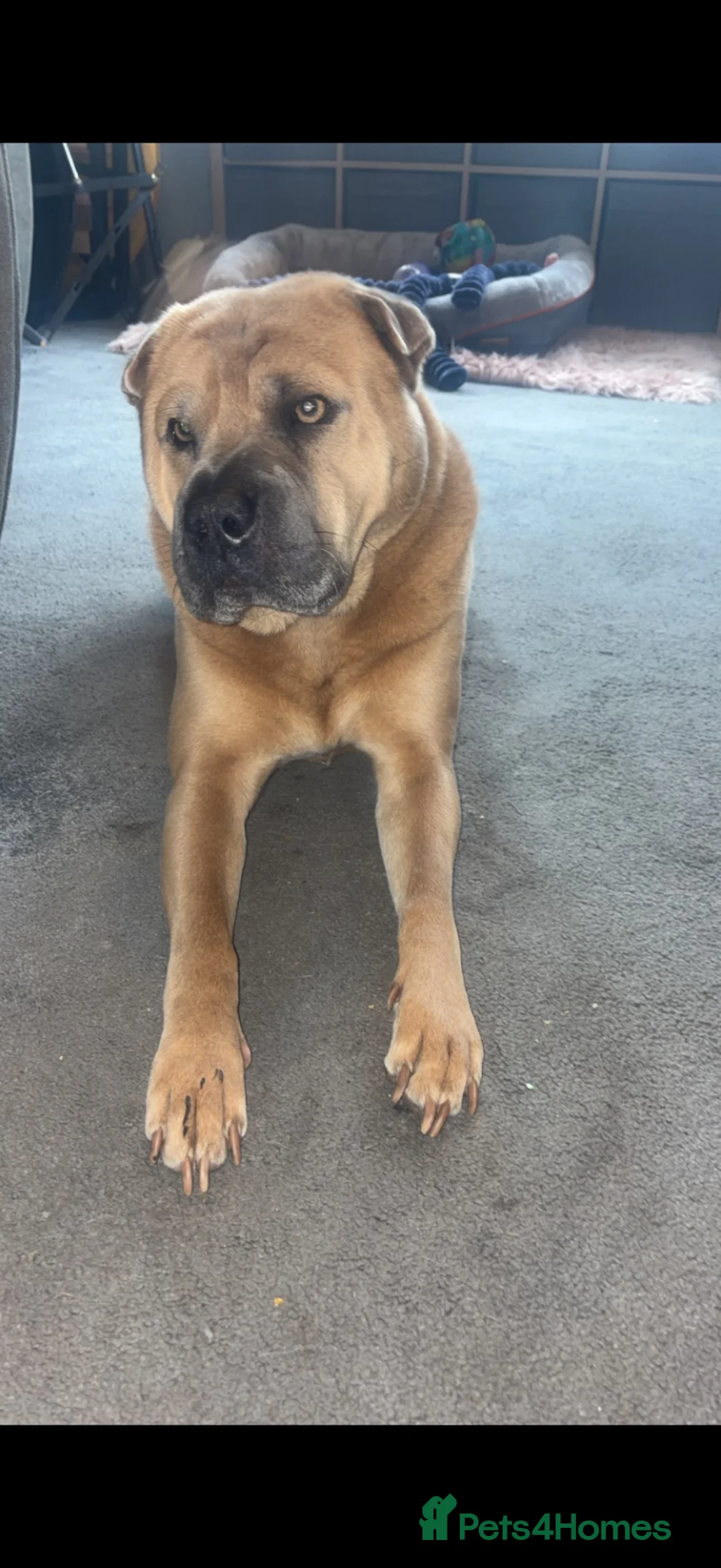 Shar Pei dogs for sale: Shar pei - Advert 6