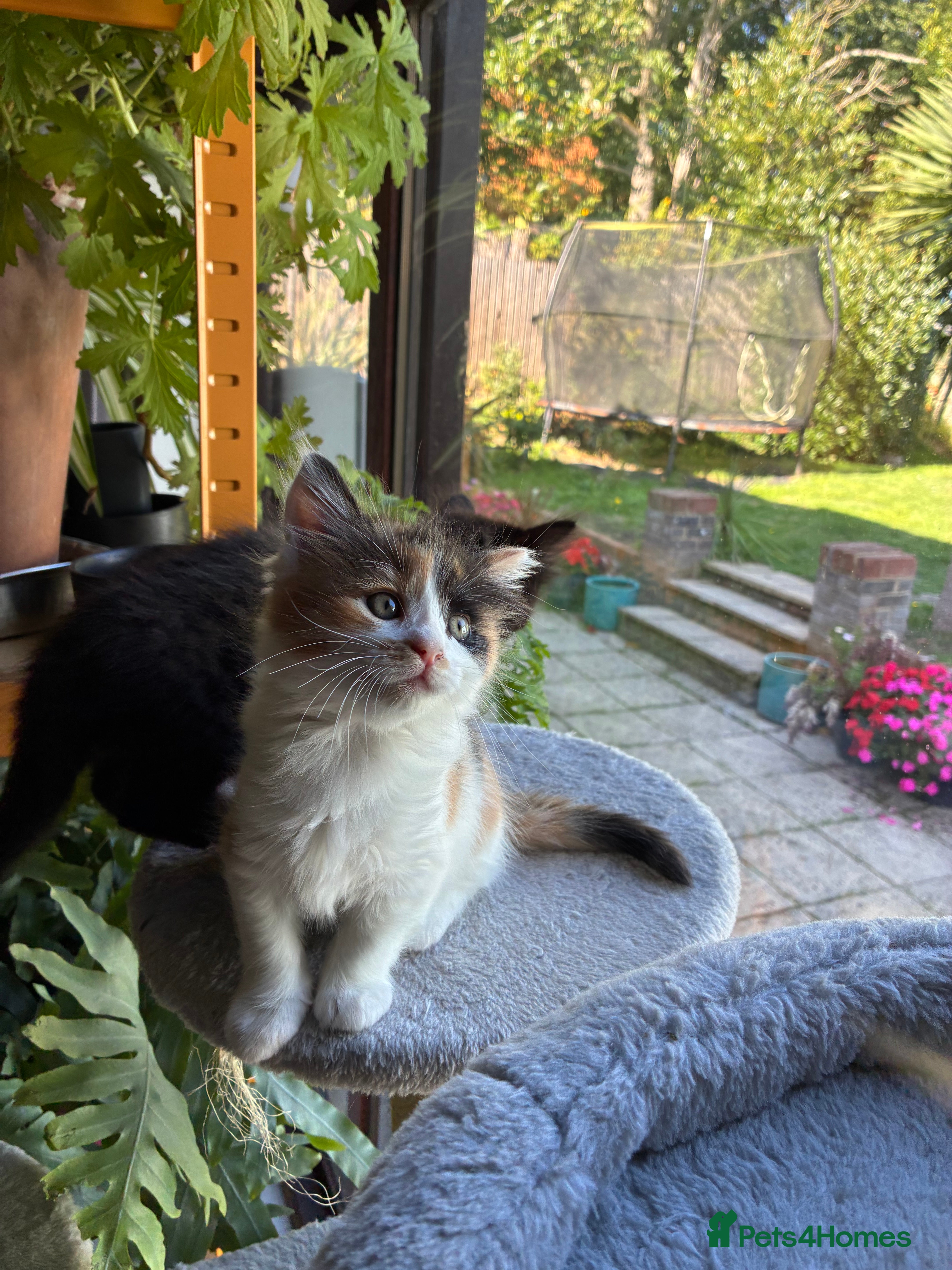 Mixed Breed cats Healthy , Energetic, Absolutely stunning 8  - Advert 2