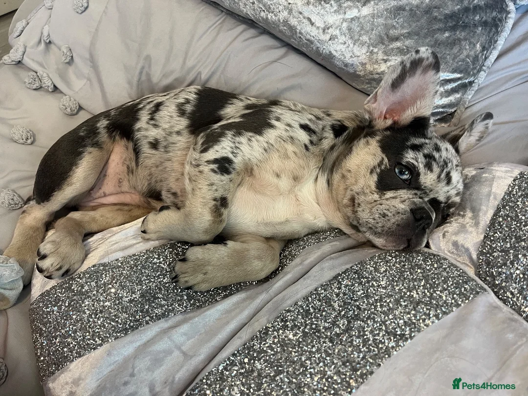 French Bulldog dogs for sale: Lilac merl female French bulldog in Braintree - Advert 2
