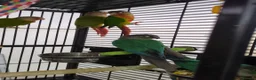 Conures birds for sale: Pineapple and cinnamon baby conures  - Advert 7