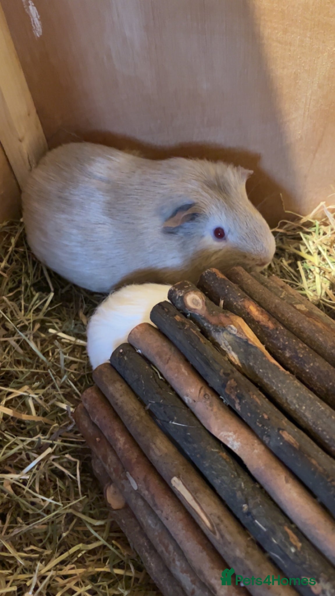 Guinea Pig rodents for sale: 2 male guinea pigs  in Boston - Advert 5