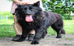 German Shepherd dogs for adoption: 💙🐶 AXEL 🐶💙 - Image 5