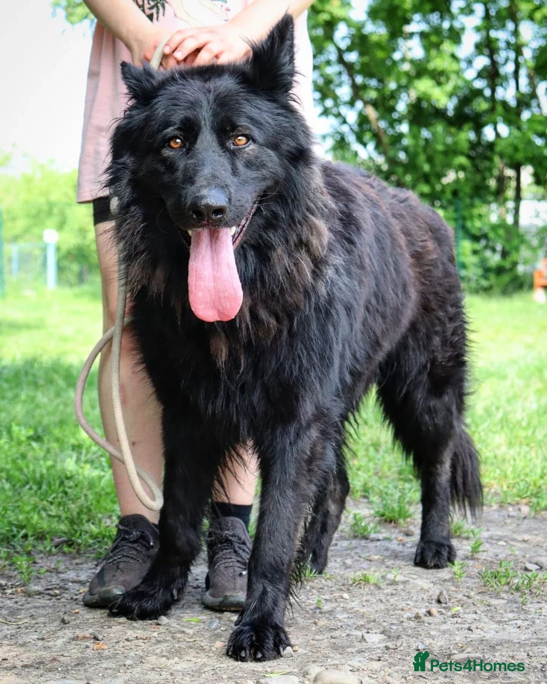 German Shepherd dogs for adoption: 💙🐶 AXEL 🐶💙 - Image 5