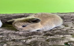 Mini Lop rabbits for sale: Pure breed mini lops  - Image 21