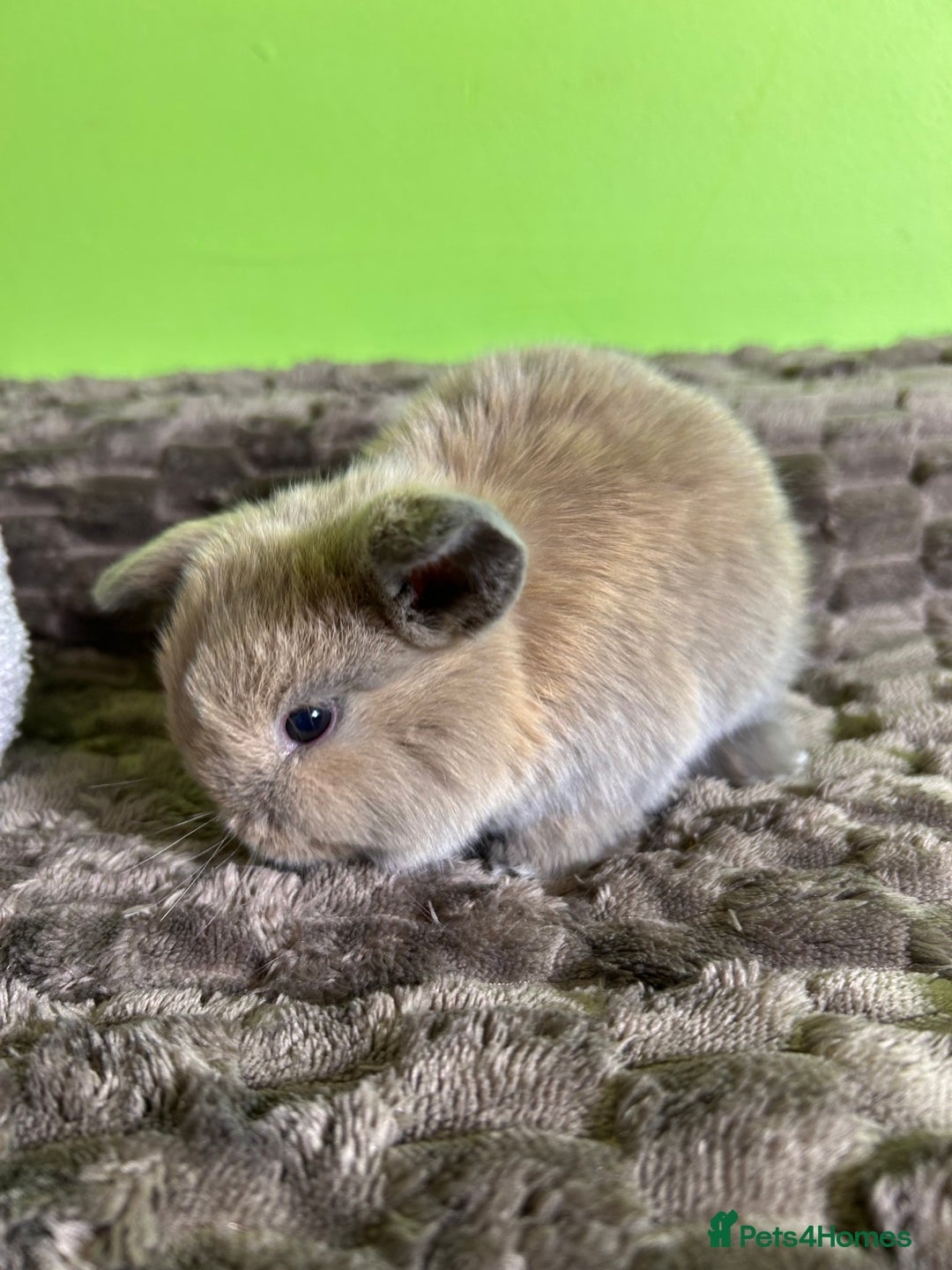 Mini Lop rabbits for sale: Pure breed mini lops  - Image 21