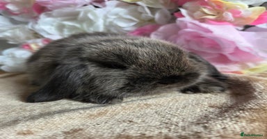 Mini Lop rabbits - Advert 2