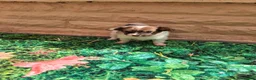 Papillon dogs for sale: Fully Health Tested Papillon Puppies for Sale - Advert 12