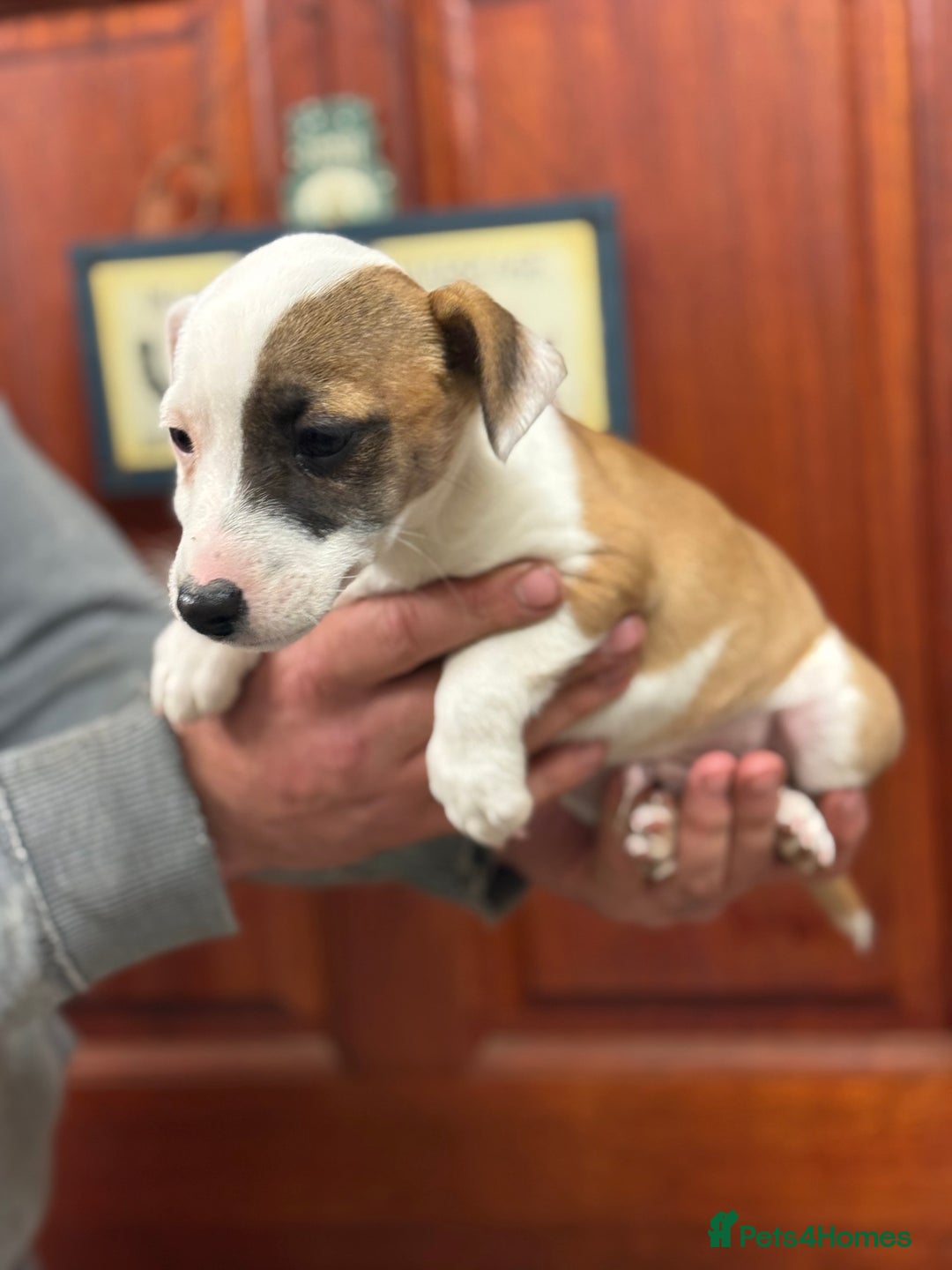 Jack Russell dogs for sale: Jack Russell short legged puppies  - Advert 1