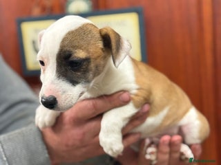 Jack Russell dogs Jack Russell short legged puppies - Advert 1