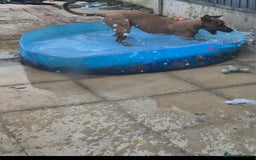 Mixed Breed dogs for sale: Belgian Malinois Kupa - Image 12