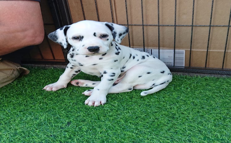 Dalmatian dogs - Advert 2