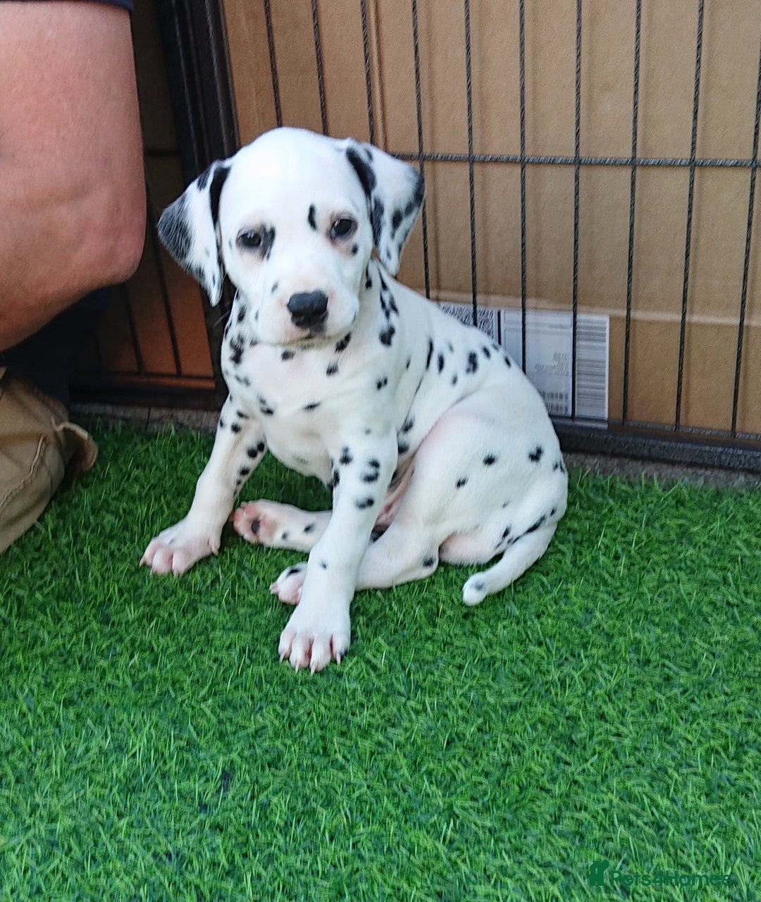 Dalmatian dogs for sale: Looking for 5* homes   - Image 1